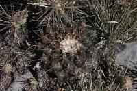 pa_213_thelocactus_bueckii.jpg